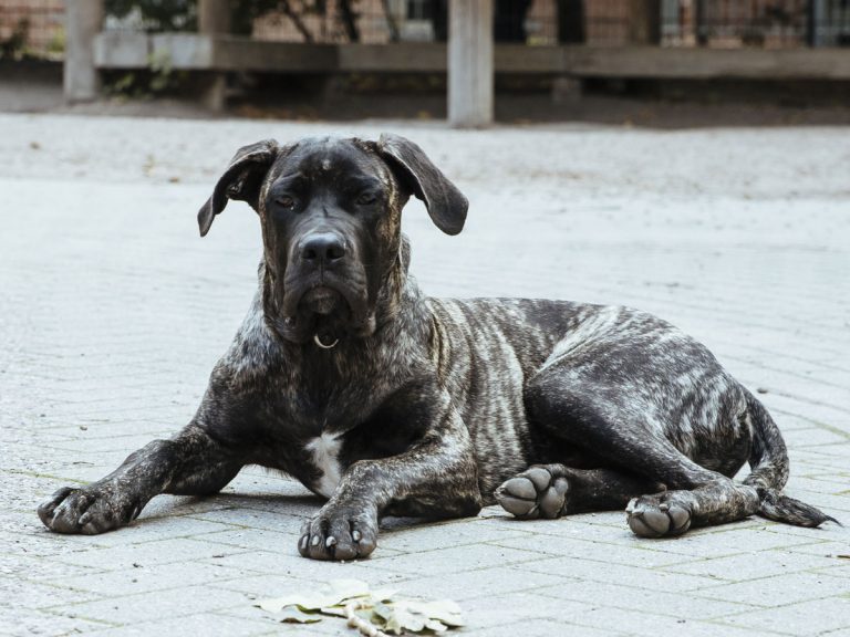 Ich bin Herbert, der Hund vom Hausmeister Enrico Baumhöfer.